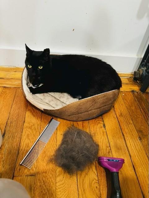 Tutulee (aka Tutu, Tuty Pie...), a Adoptable Domestic Short Hair in New York, NY image 6/6