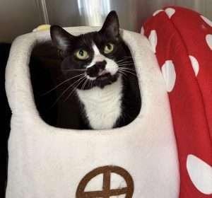 Ponyo, Adoptable, Adult Female Domestic Short Hair.