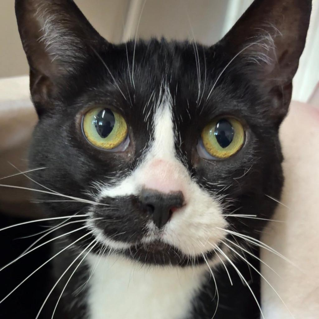 Enlarge Ponyo, a Adoptable mixed breed in Coupeville, WA image 2/3