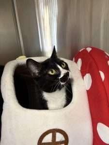 Enlarge Ponyo, a Adoptable mixed breed in Coupeville, WA image 3/3