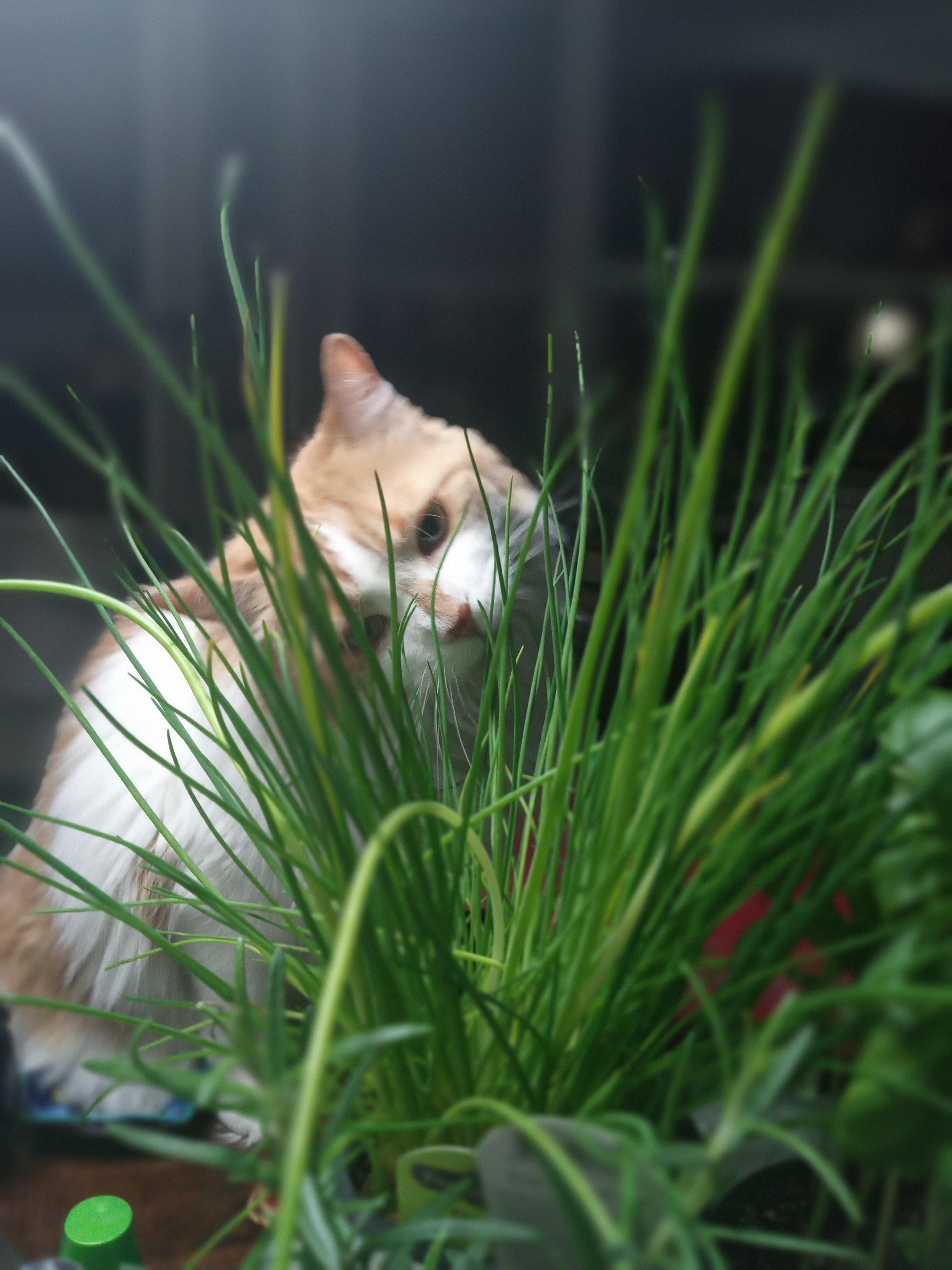 Cat for adoption Lillie, a Domestic Long Hair in Caledon, ON Petfinder