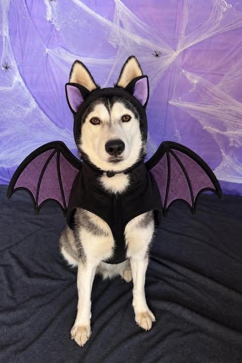 Jasmine, Adoptable, Adult Female Siberian Husky.