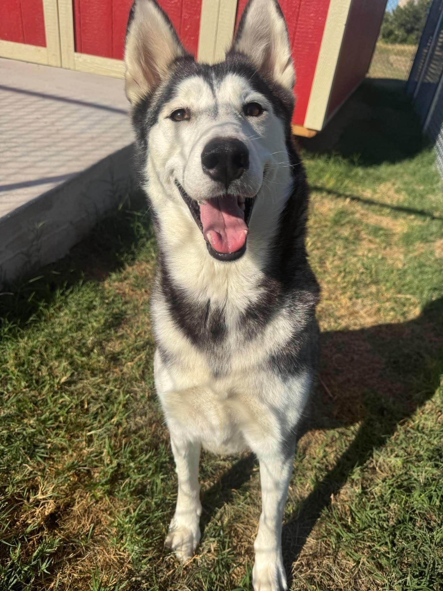 Enlarge Jasmine, a Adoptable Siberian Husky in Chickasha, OK image 2/2