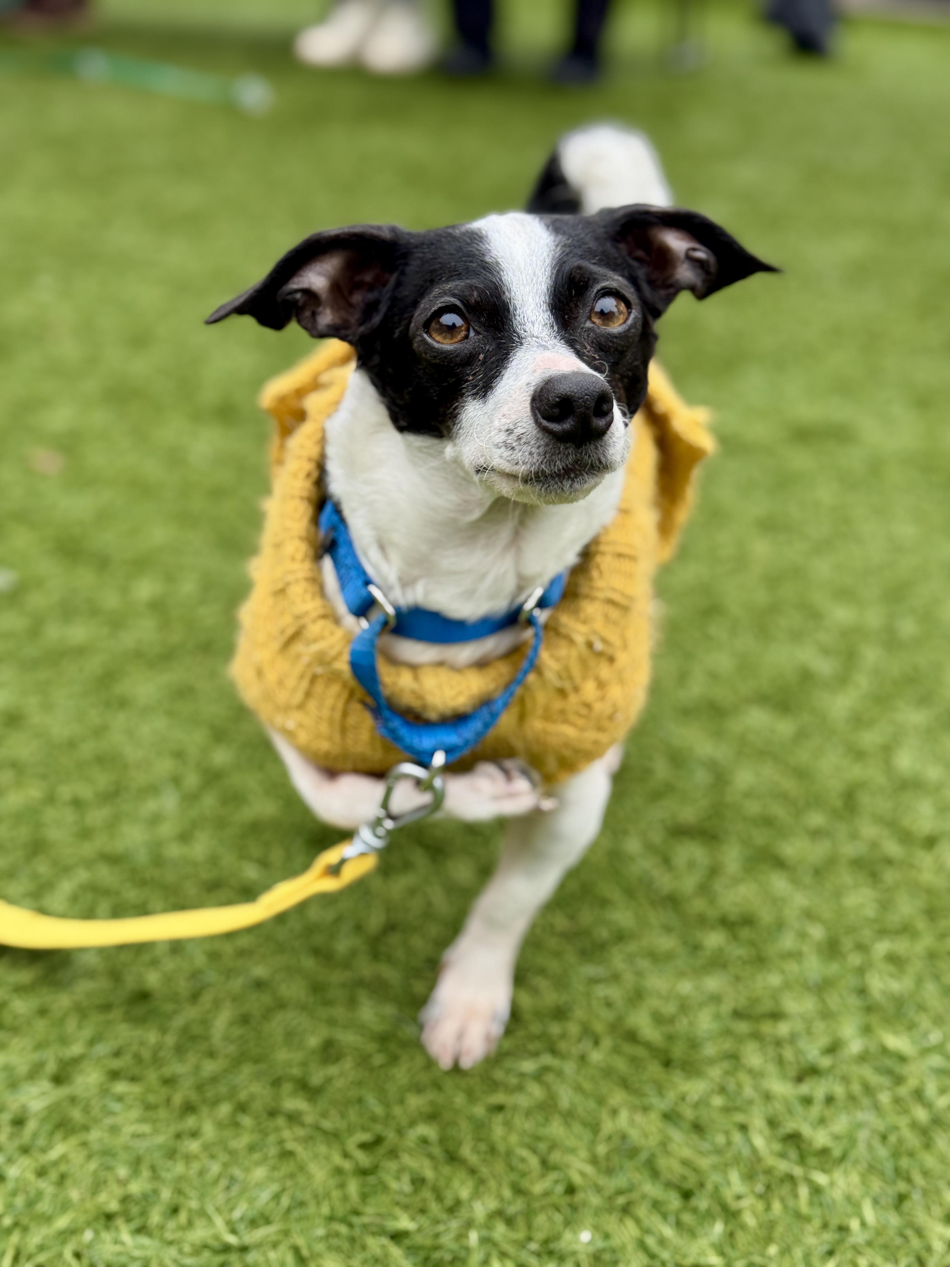 Wilt, ADOPTABLE, Adult Male Terrier.