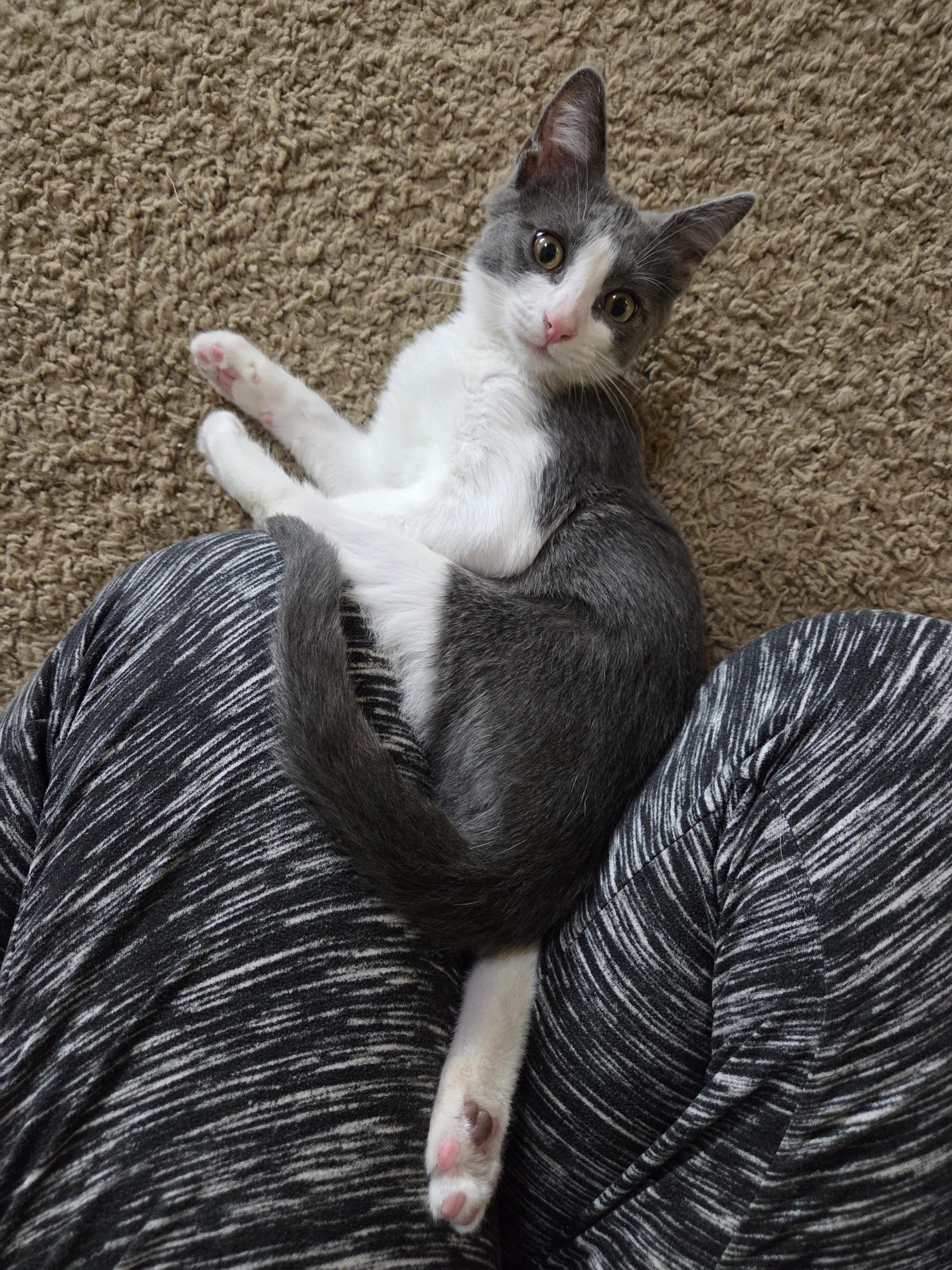 Enlarge Fred, a Adopted Domestic Short Hair in Millville, UT image 2/4