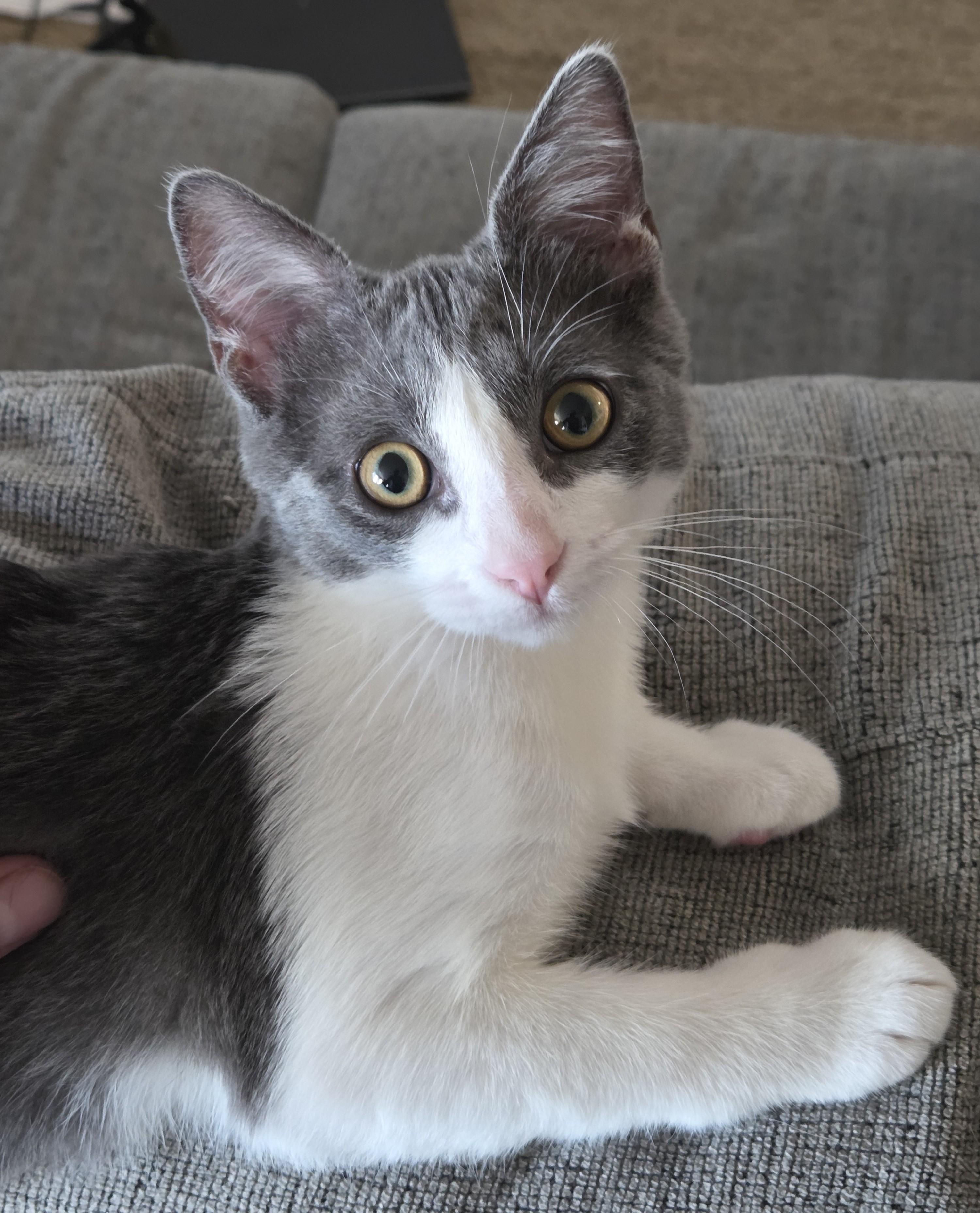 Fred, Adopted, Kitten Male Domestic Short Hair.