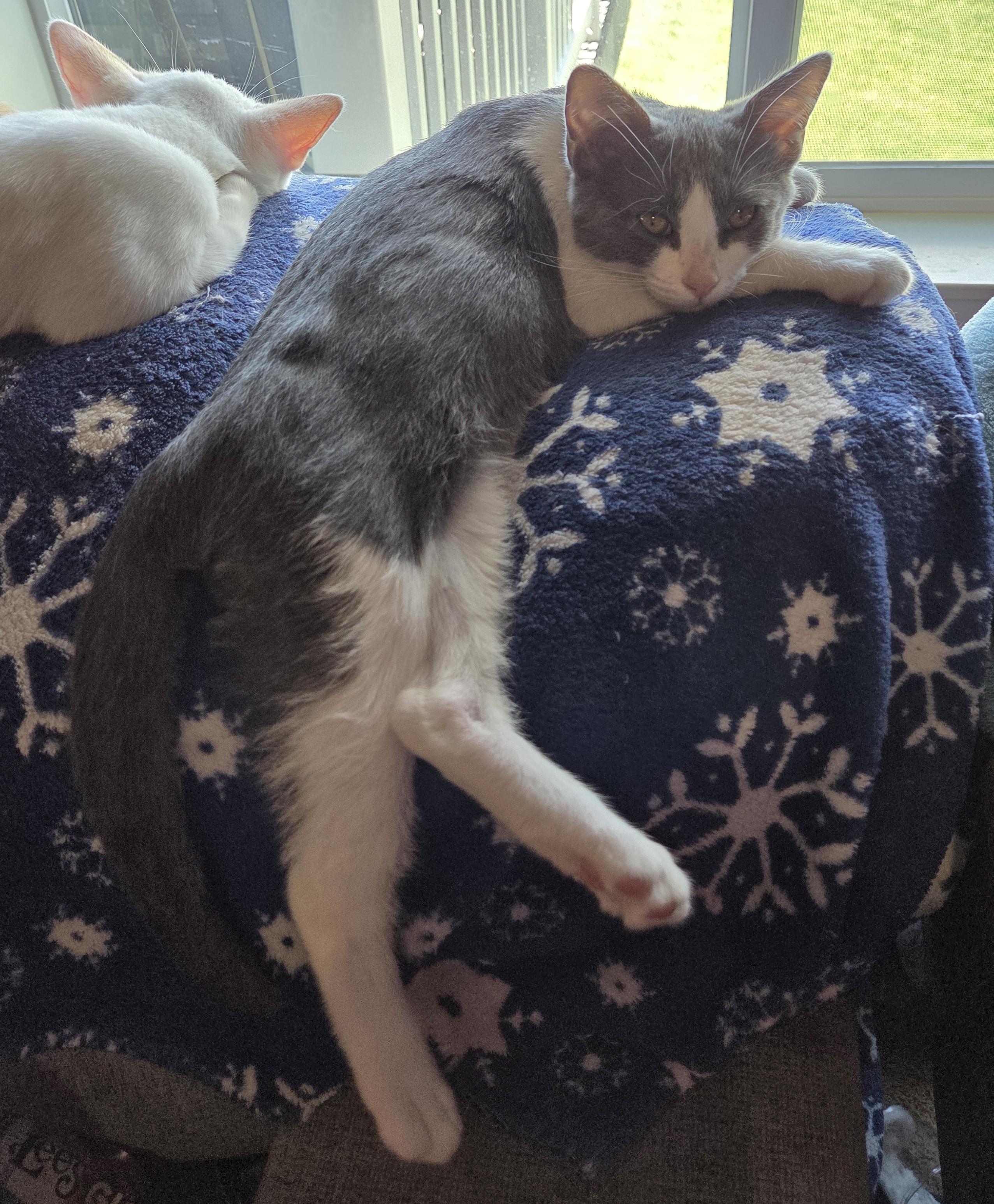 Enlarge Fred, a Adopted Domestic Short Hair in Millville, UT image 3/4