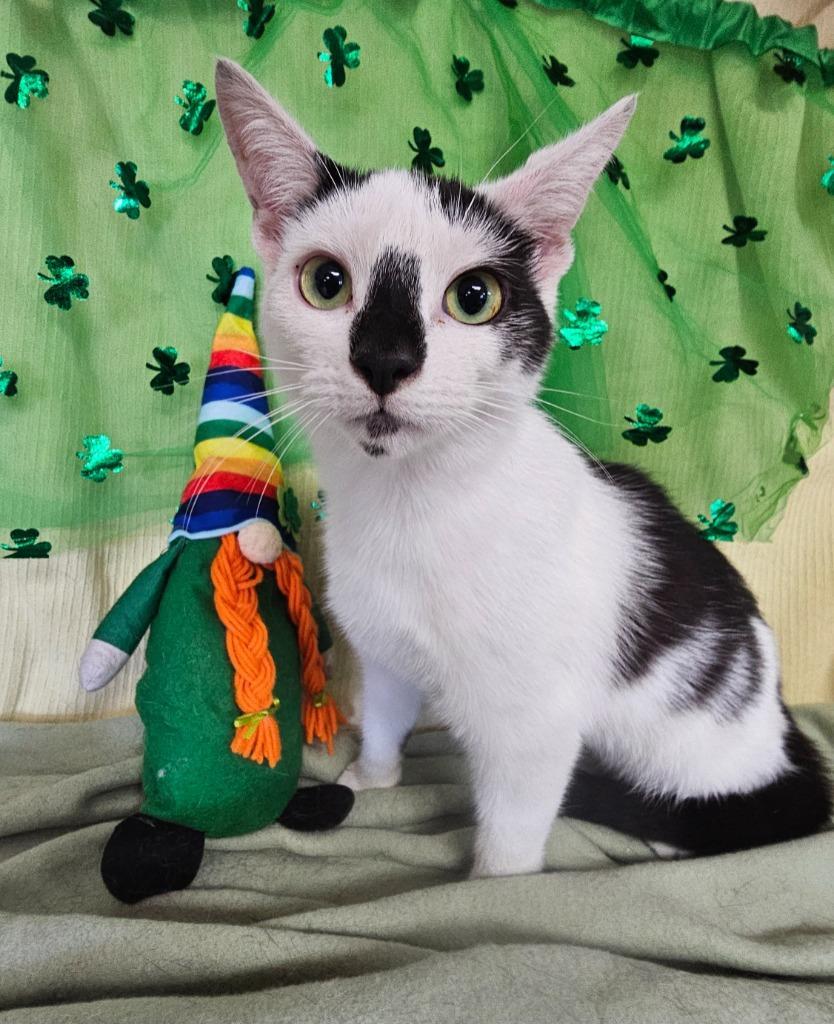 Enlarge Oreo, a Adoptable mixed breed in Wabash, IN image 2/3