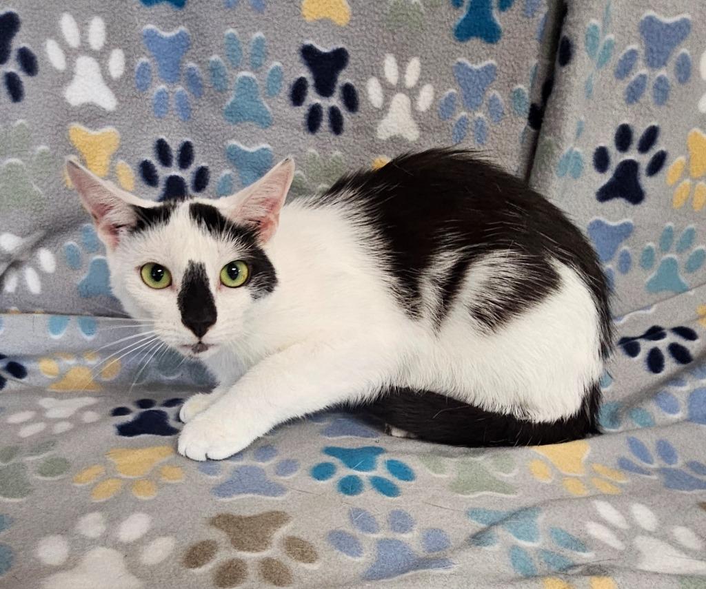 Enlarge Oreo, a Adoptable mixed breed in Wabash, IN image 3/3