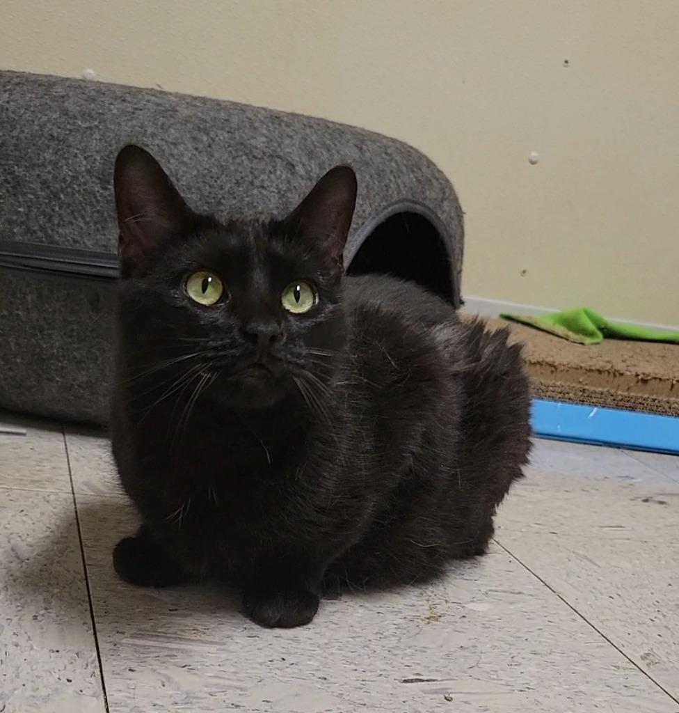 Enlarge SALLY, a Adoptable mixed breed in Sandusky, OH image 1/2