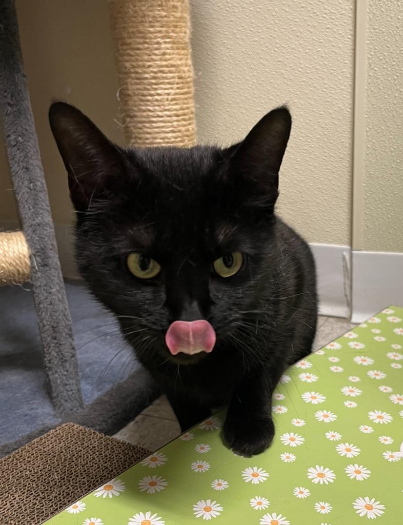 Enlarge SALLY, a Adoptable mixed breed in Sandusky, OH image 2/2