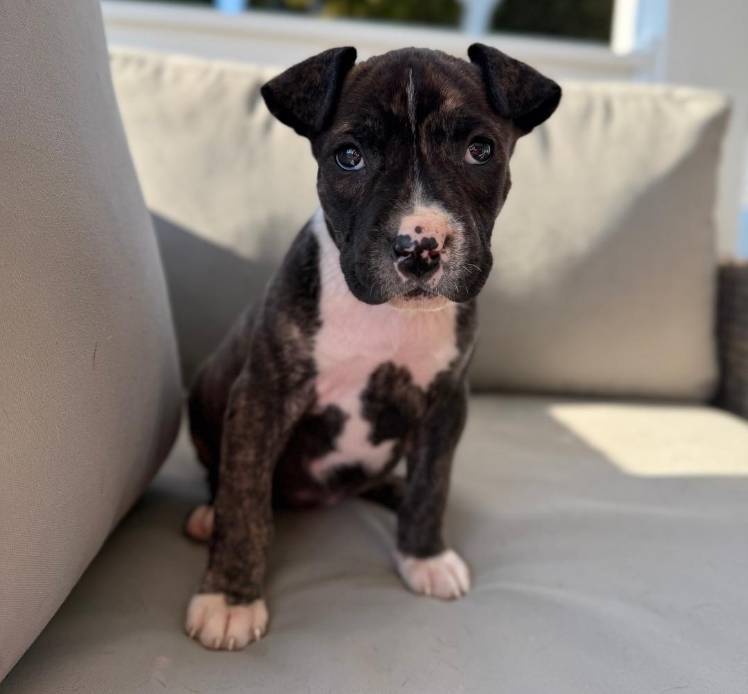 Liza, ADOPTABLE, Puppy Female American Staffordshire Terrier & Pit Bull Terrier.