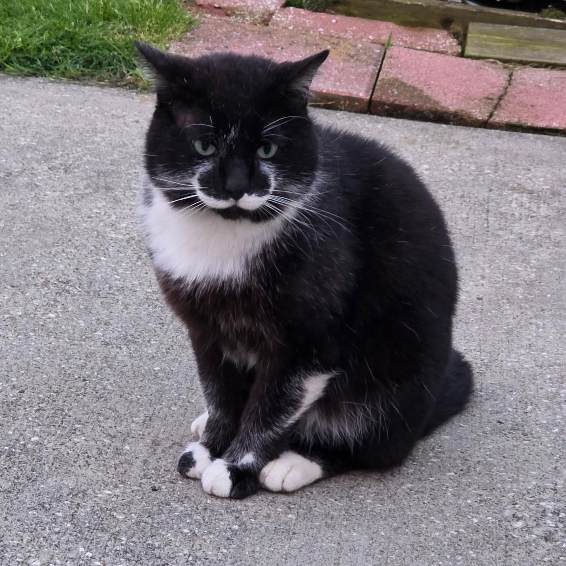 Mustache, Adoptable, Adult Male Domestic Short Hair.