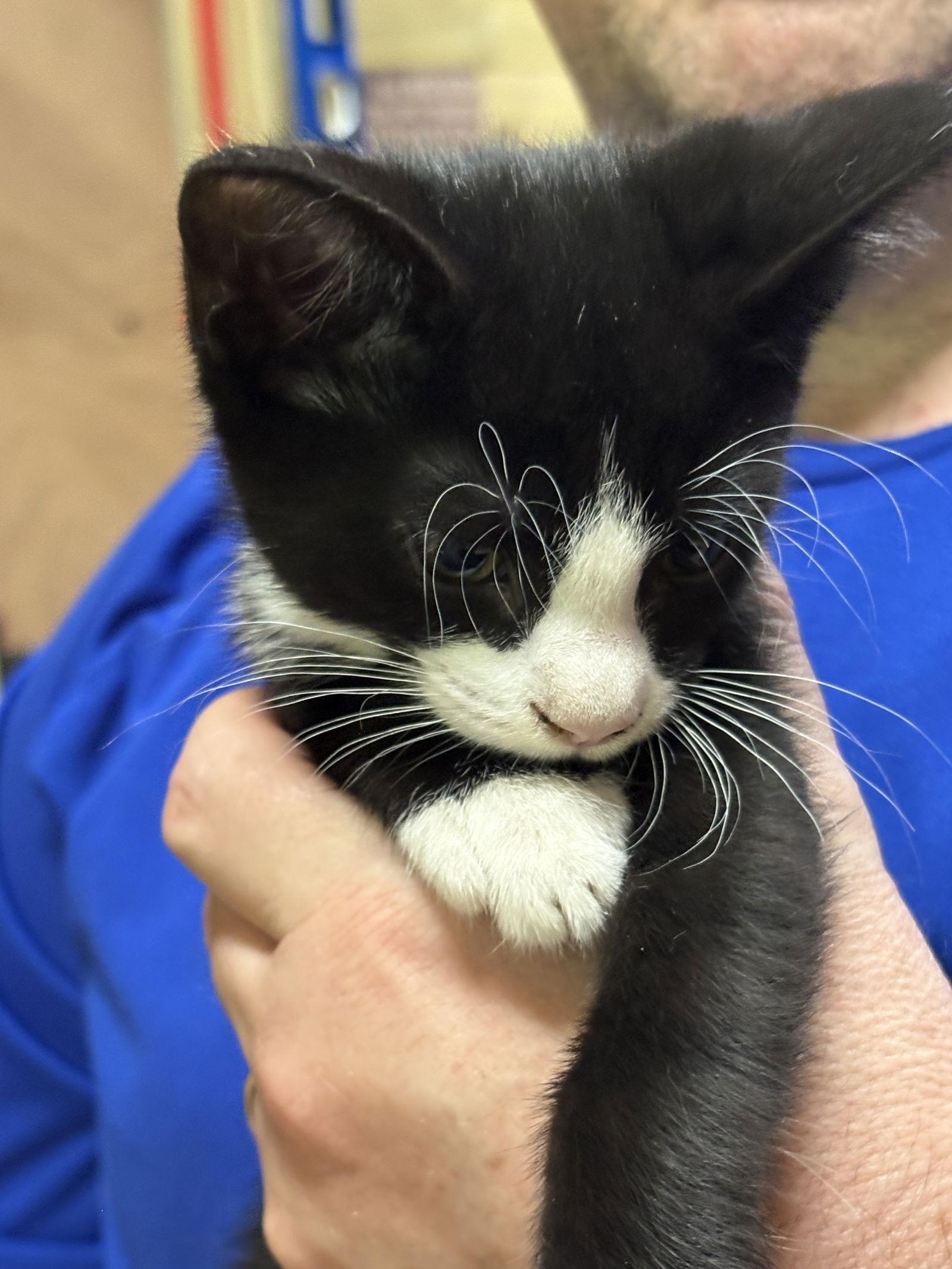 Verlo, Adopted, Young Male Domestic Short Hair & Tuxedo.