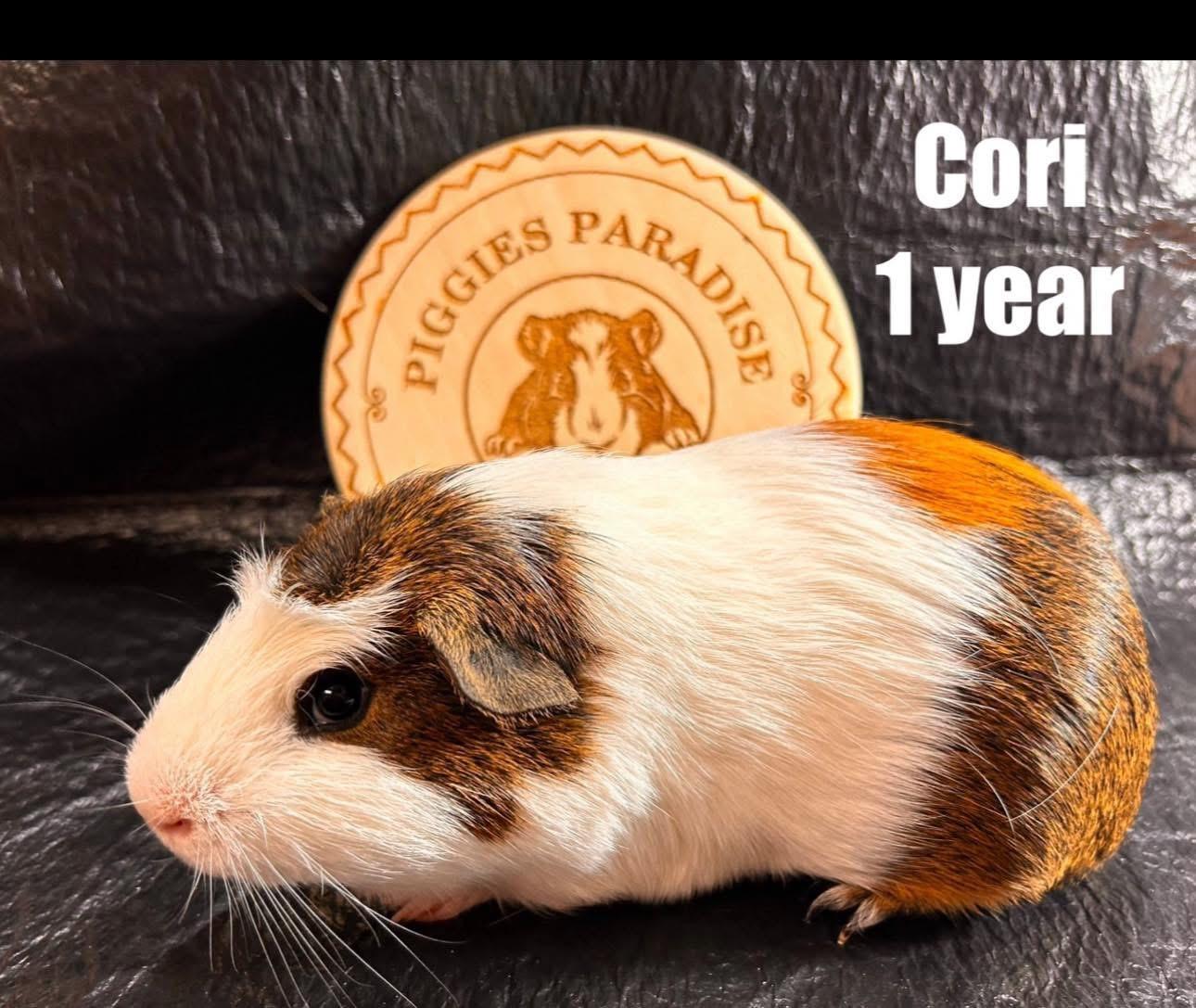 Cori, Young Male Short-Haired