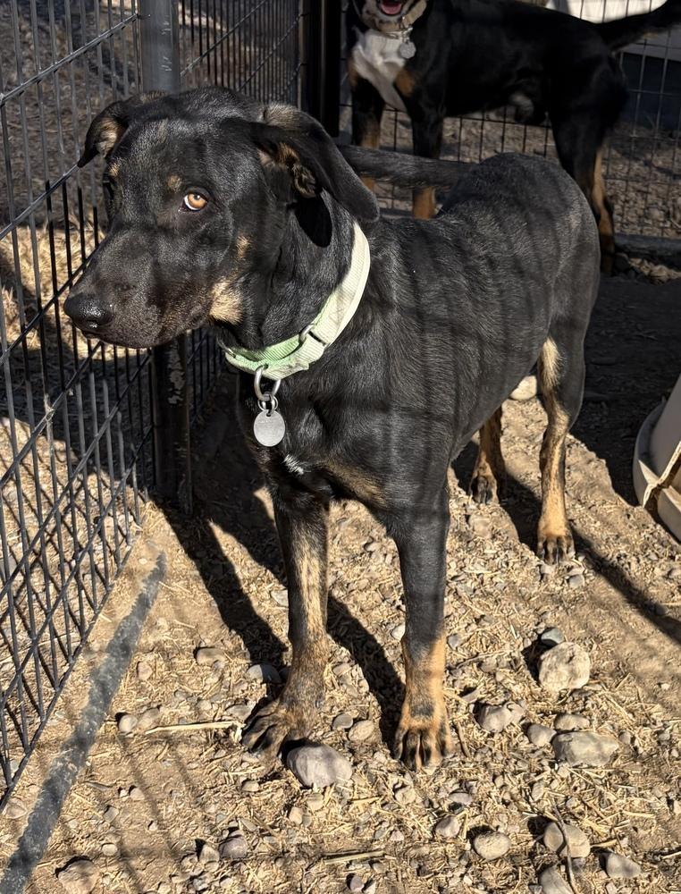 Pistol, Adoptable, Puppy Female German Shepherd Dog & Catahoula Leopard Dog.