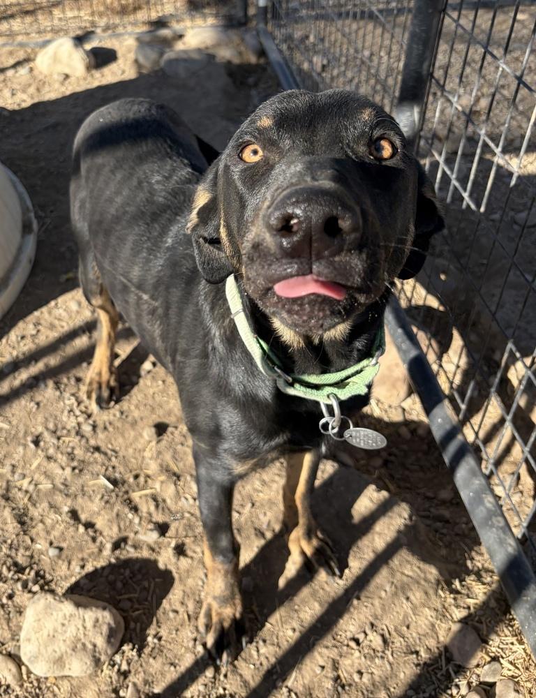 Pistol, a Adoptable mixed breed in Challis, ID image 2/6