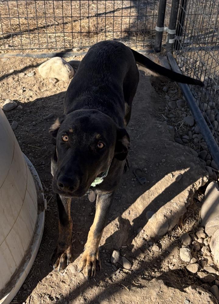 Pistol, a Adoptable mixed breed in Challis, ID image 3/6