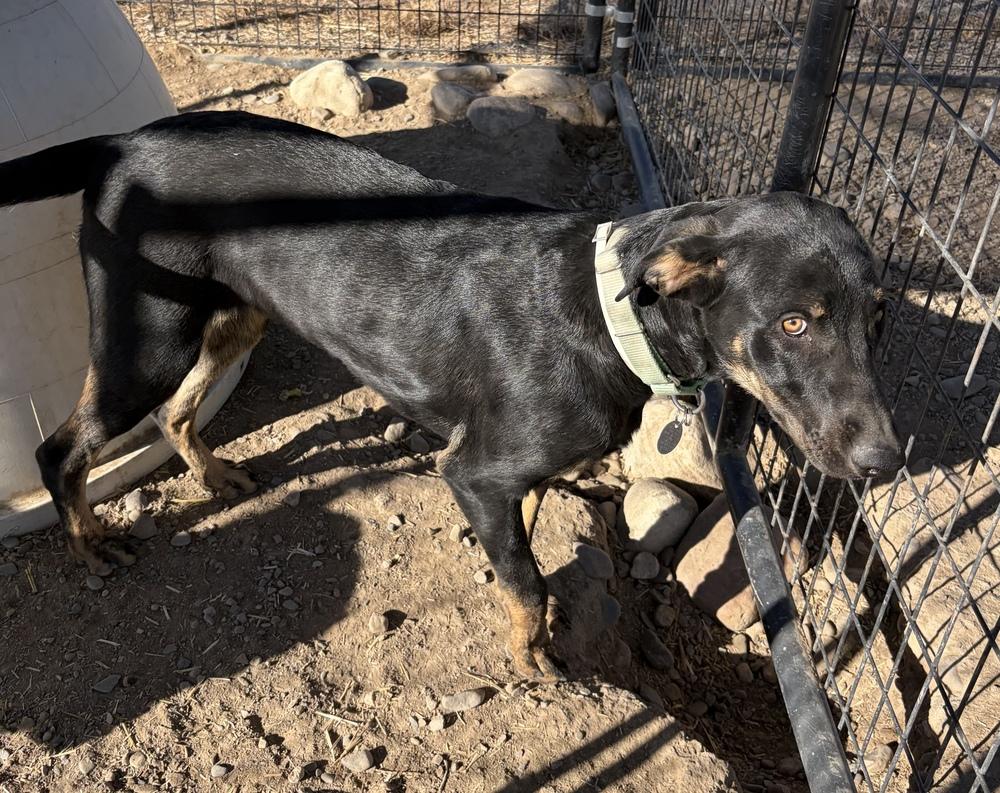 Pistol, a Adoptable mixed breed in Challis, ID image 4/6