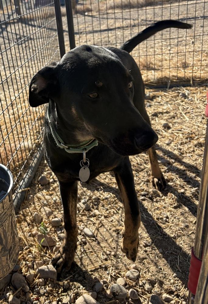 Pistol, a Adoptable mixed breed in Challis, ID image 5/6