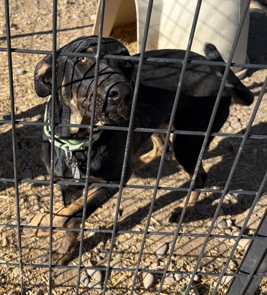Pistol, a Adoptable mixed breed in Challis, ID image 6/6