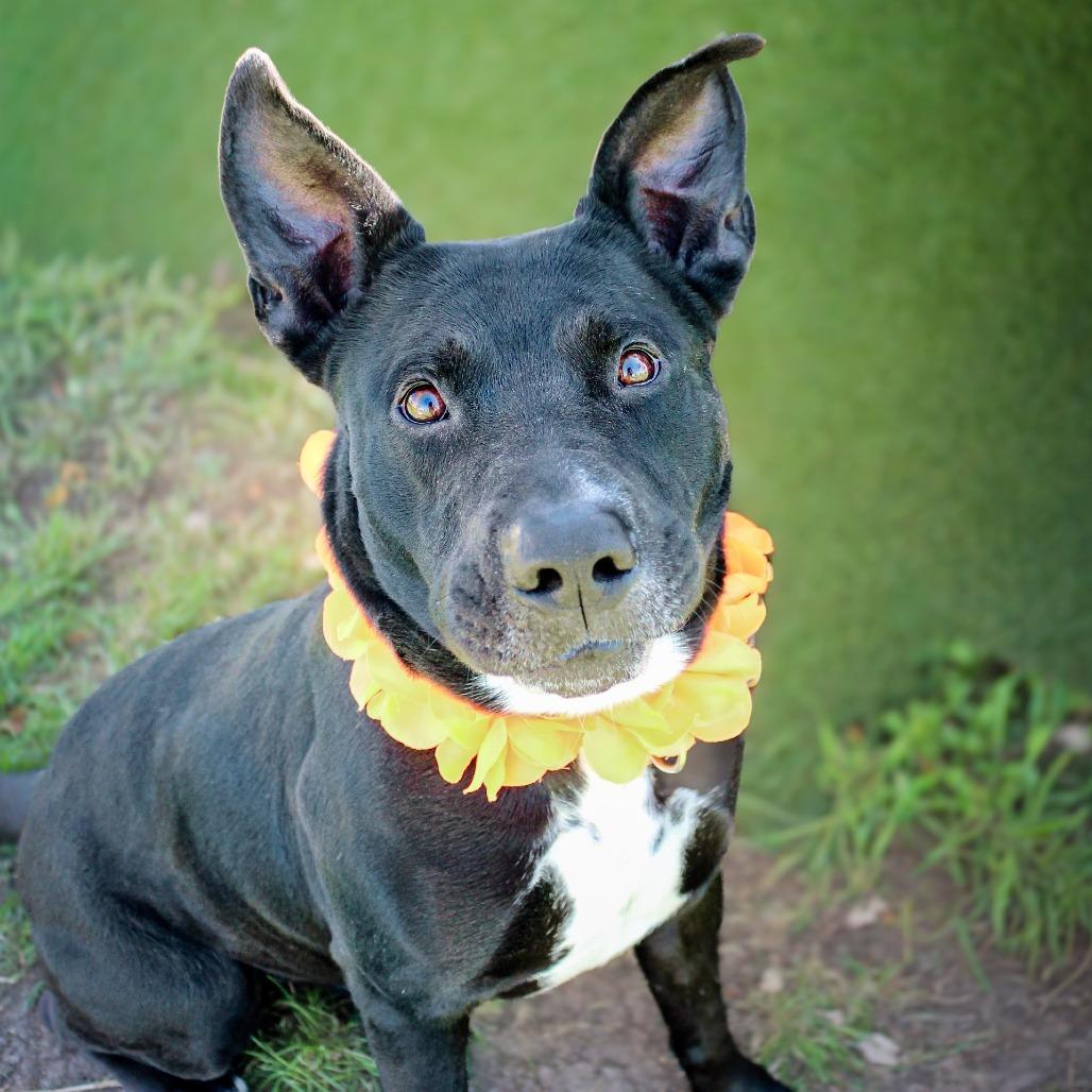 Enlarge Cane, a Adoptable Mixed Breed in Lake Jackson, TX image 1/4