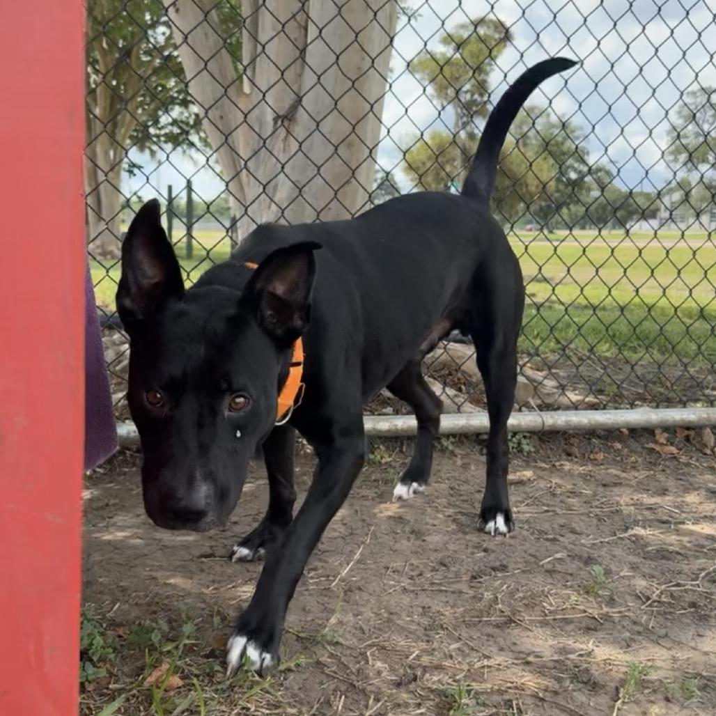 Enlarge Cane, a Adoptable Mixed Breed in Lake Jackson, TX image 2/4