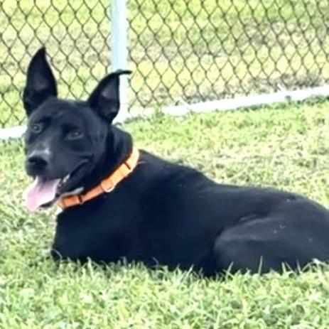 Enlarge Cane, a Adoptable Mixed Breed in Lake Jackson, TX image 3/4