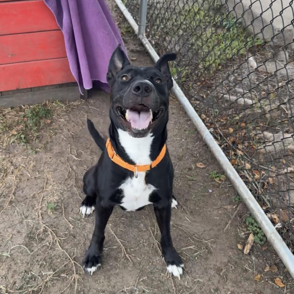 Enlarge Cane, a Adoptable Mixed Breed in Lake Jackson, TX image 4/4