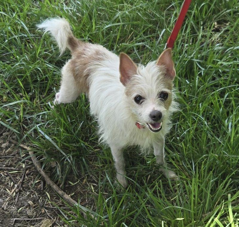 Eli - Courtesy Post, an adopted mixed breed in Parkville, MO image 1/2