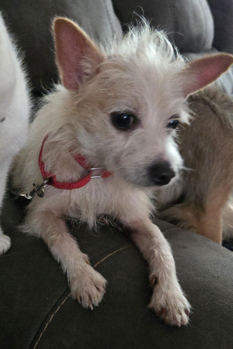 Eli - Courtesy Post, an adopted mixed breed in Parkville, MO image 2/2