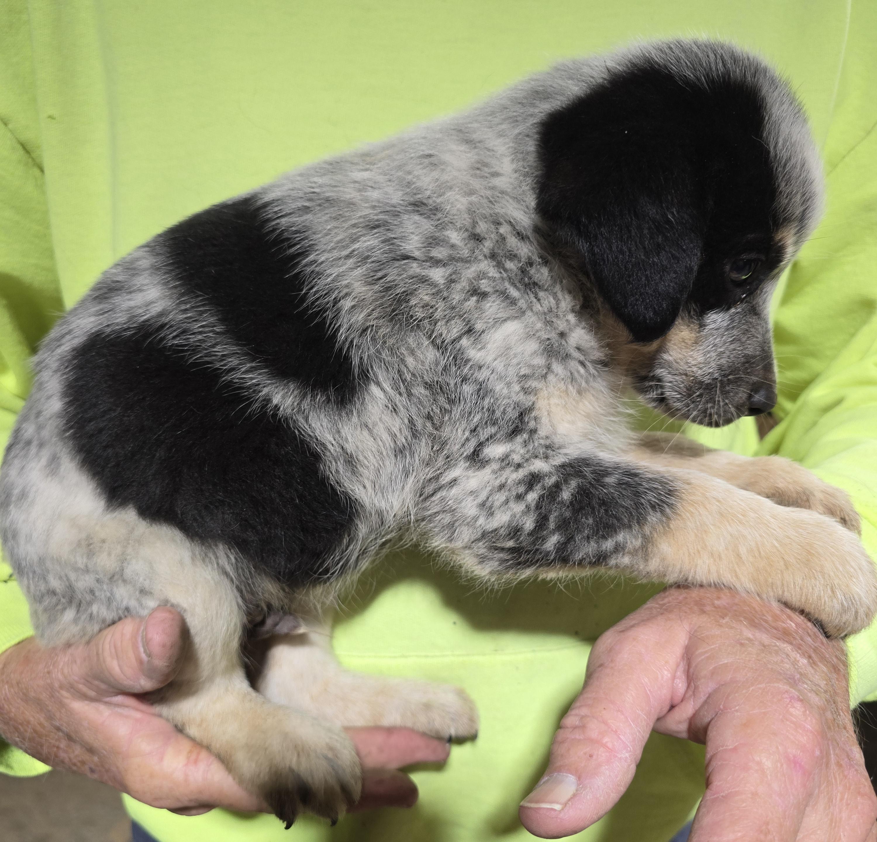 Enlarge Oliver, a Adopted Mixed Breed in McCrory, AR image 2/2