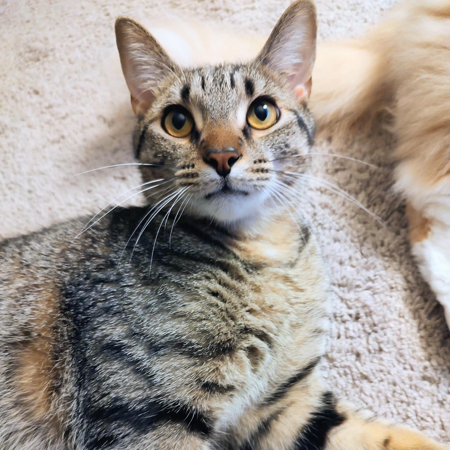 Wasabi, Adoptable, Young Male Domestic Short Hair.