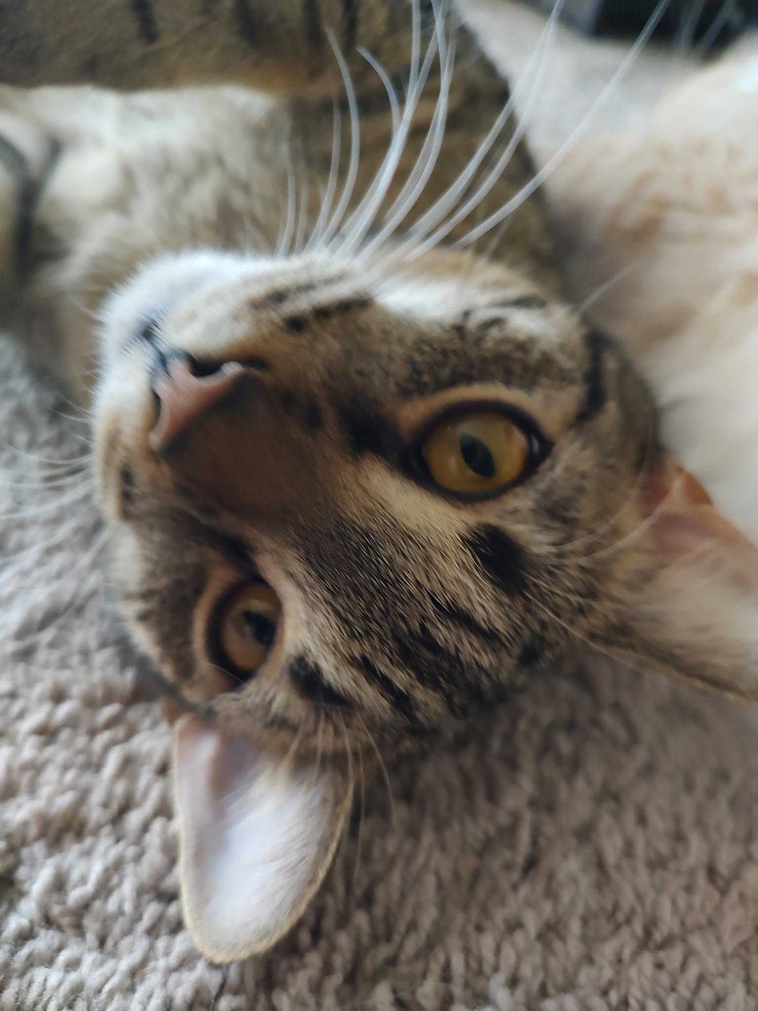 Enlarge Wasabi, a Adoptable Domestic Short Hair in Murfreesboro, TN image 3/4