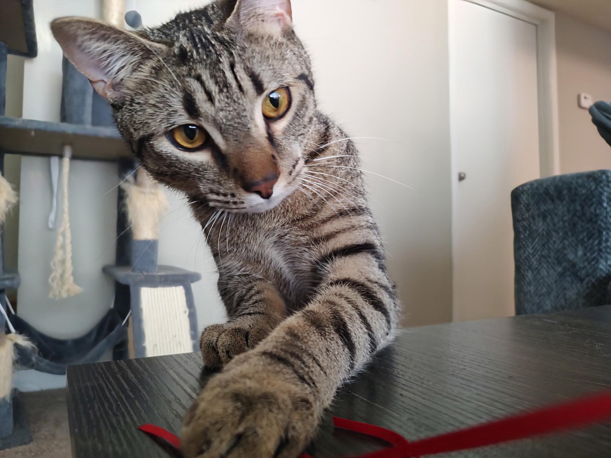 Enlarge Wasabi, a Adoptable Domestic Short Hair in Murfreesboro, TN image 4/4