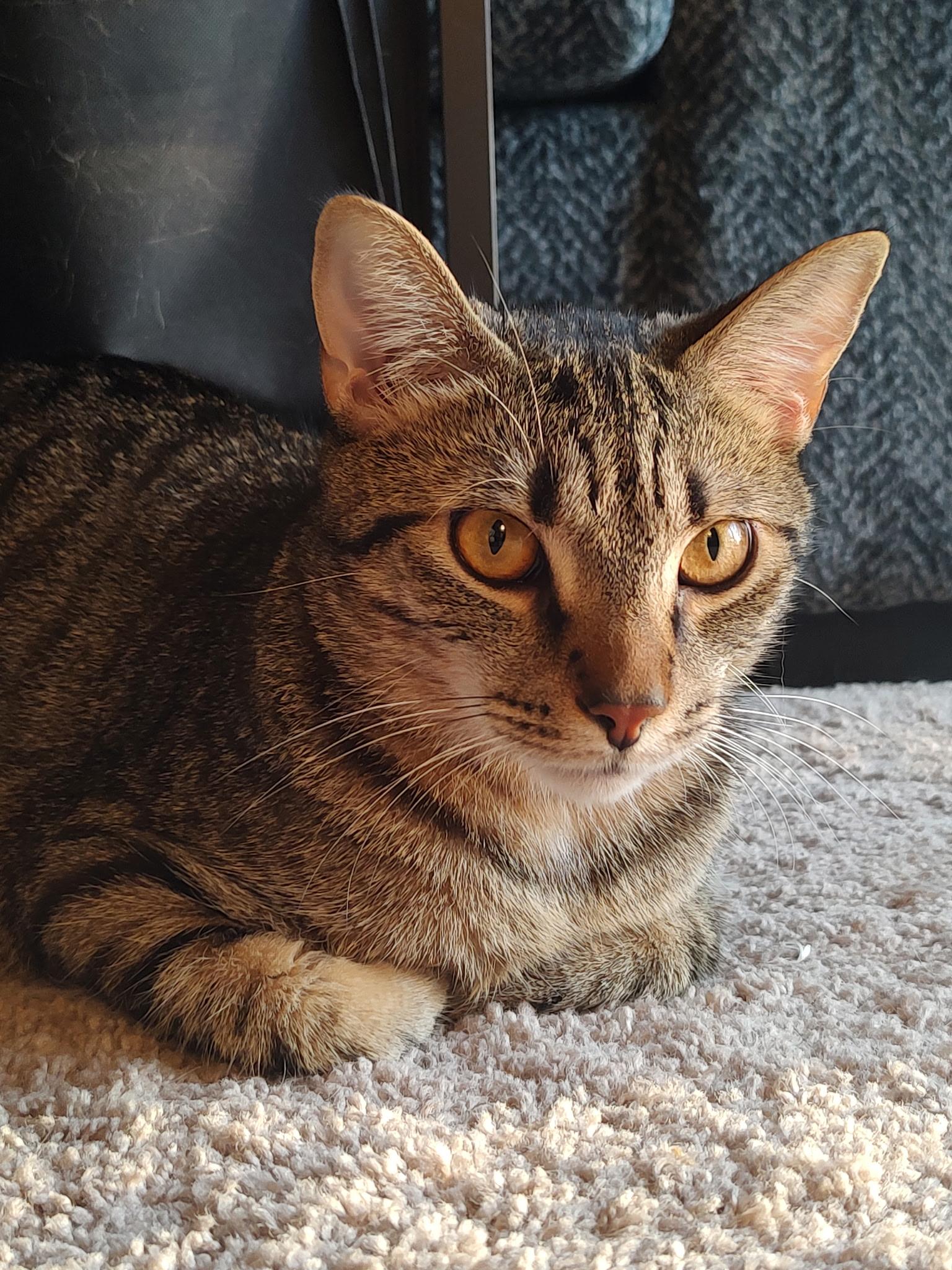 Enlarge Wasabi, a Adoptable Domestic Short Hair in Murfreesboro, TN image 2/4