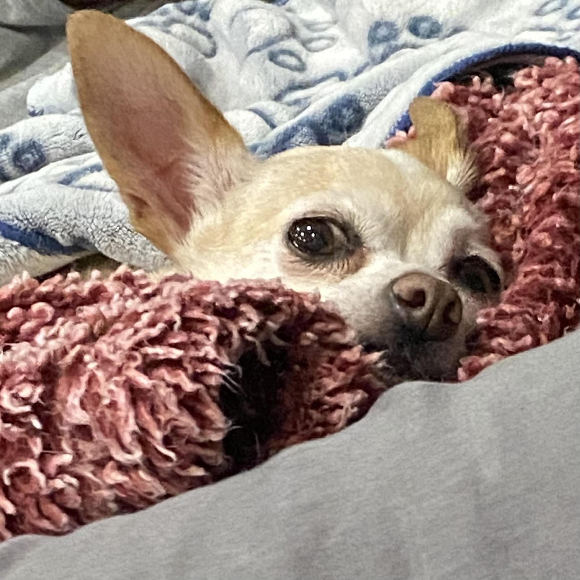 BELLE, Adult Female Chihuahua