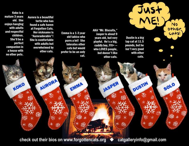 "Just Me, Please" aka "Only Cat" Cats m/f (1), Adoptable, Adult Female Domestic Short Hair.