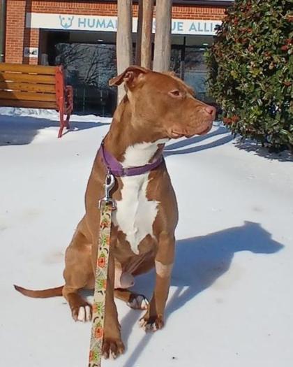 Scott, Adoptable, Adult Male Pit Bull Terrier & Mixed Breed.