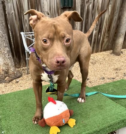 Enlarge Scott, a Adoptable mixed breed in Washington, DC image 2/3