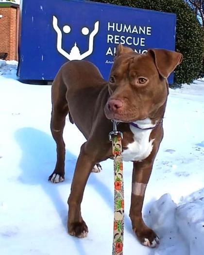 Enlarge Scott, a Adoptable mixed breed in Washington, DC image 3/3