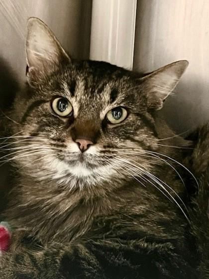 Noelle, ADOPTABLE, Adult Female Domestic Long Hair.