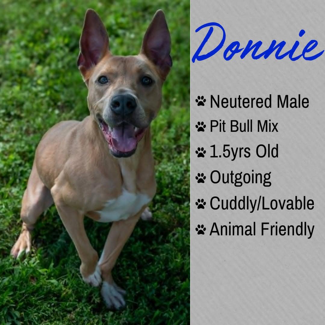 Enlarge Donnie, a ADOPTABLE mixed breed in Junction City, KS image 1/1
