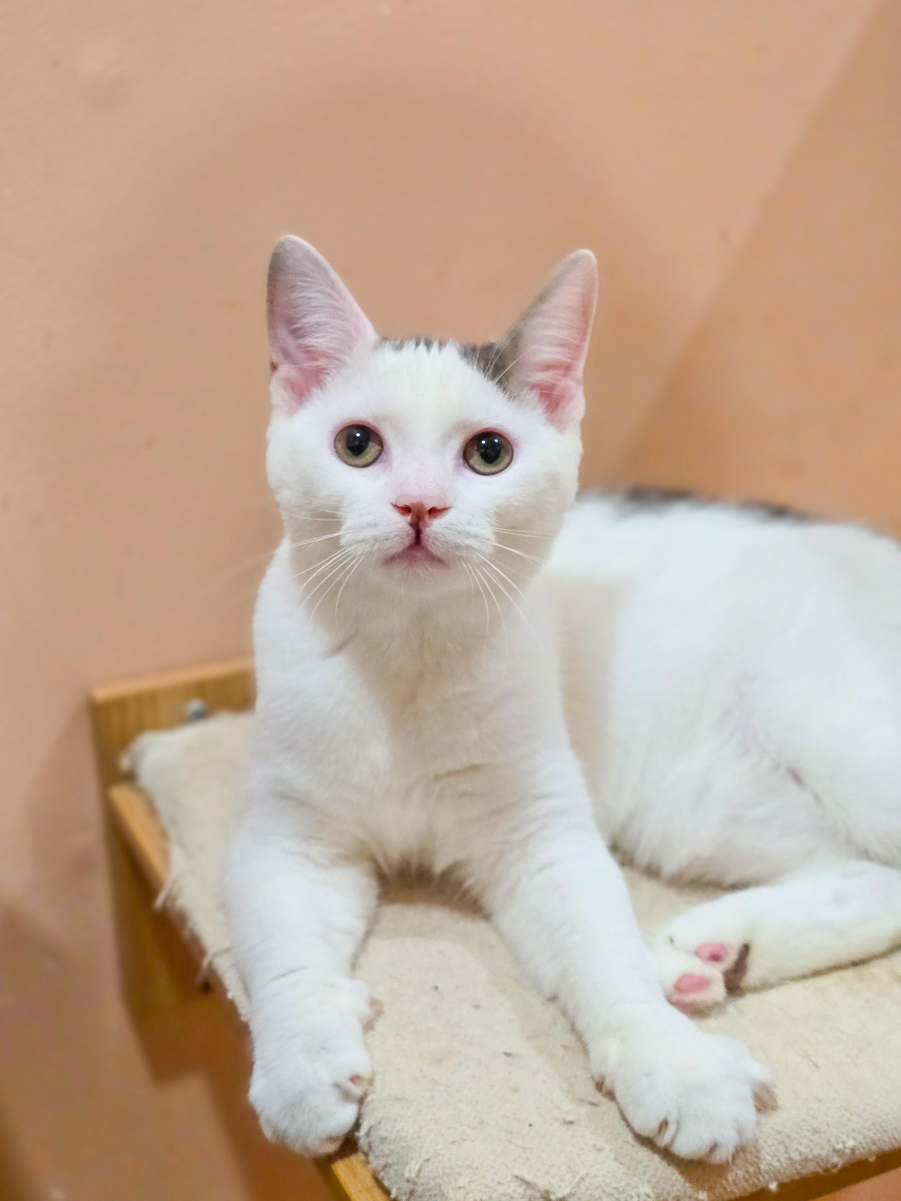 Willa, Adoptable, Kitten Female Domestic Short Hair.