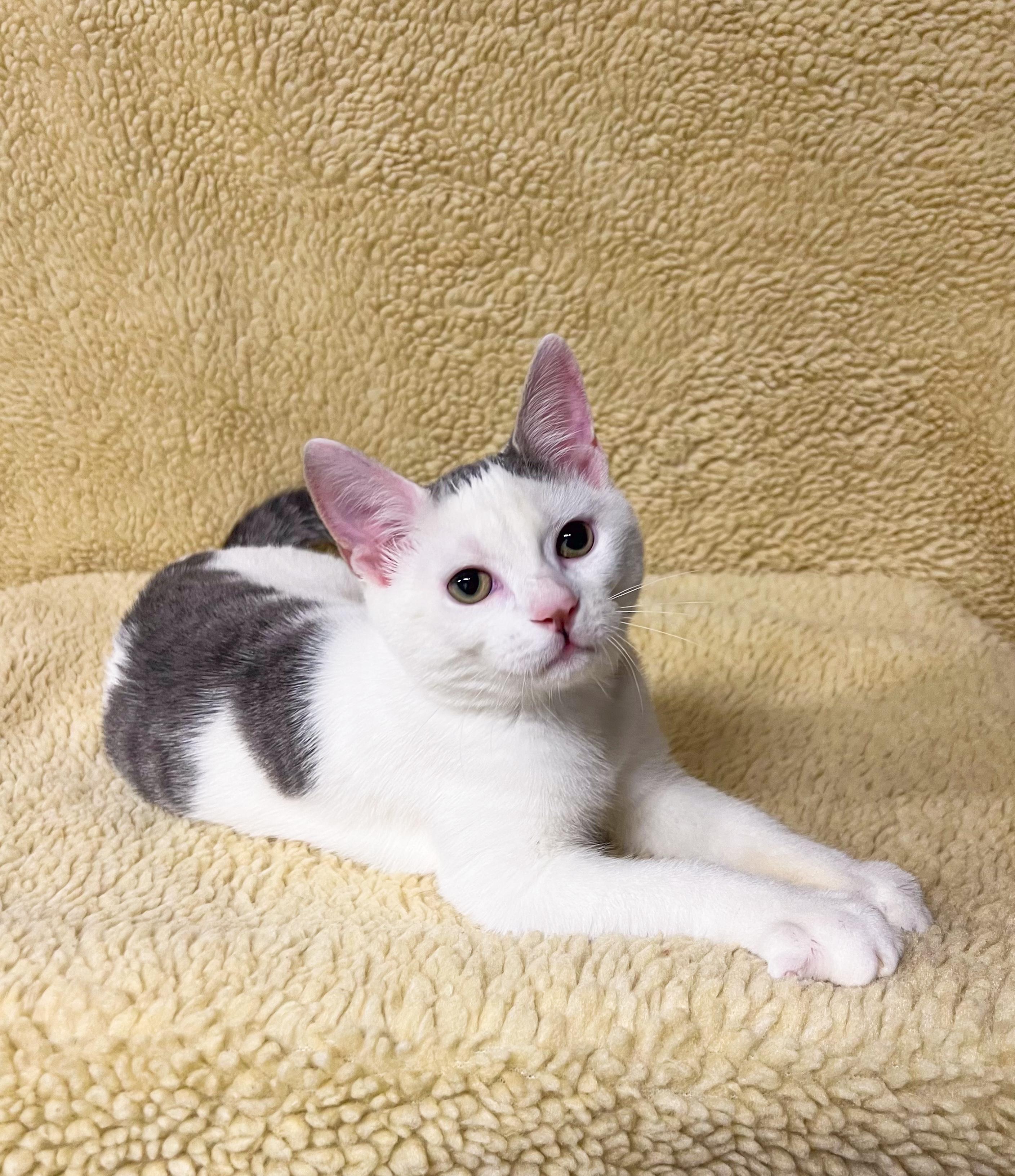 Enlarge Willa, a Adoptable Domestic Short Hair in Mullica Hill, NJ image 3/3