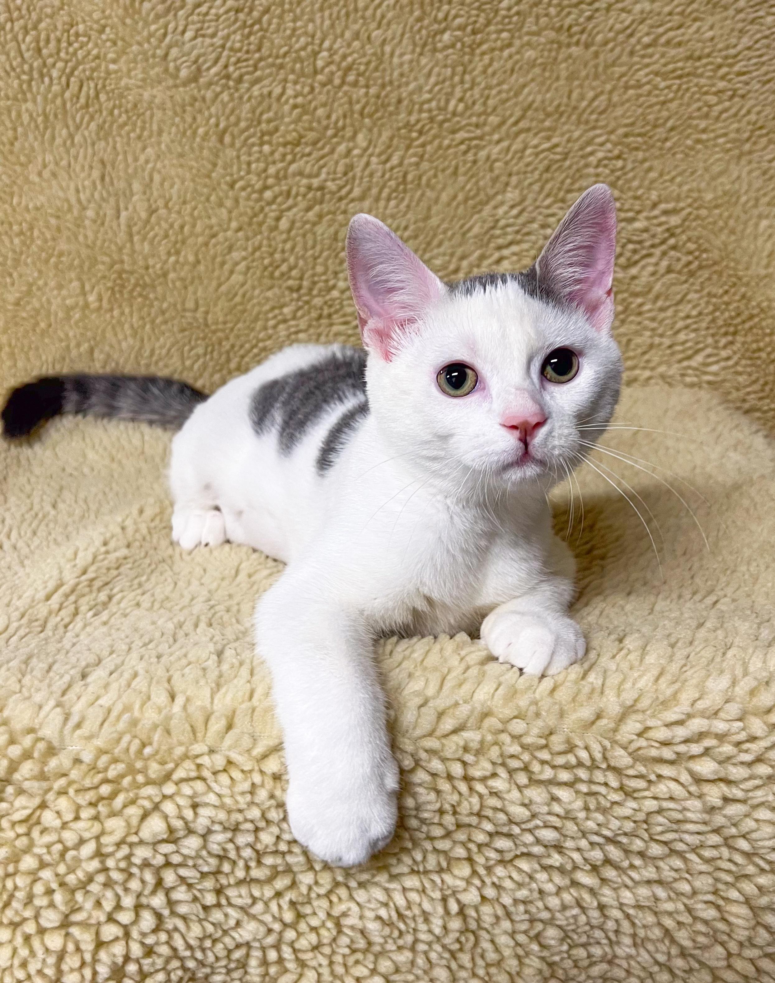Enlarge Willa, a Adoptable Domestic Short Hair in Mullica Hill, NJ image 2/3
