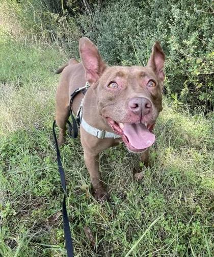 Shrimp, Adoptable, Adult Female Mixed Breed & Mixed Breed.