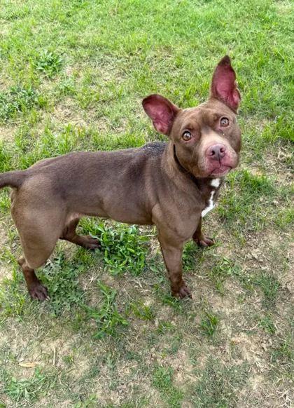 Shrimp, Adoptable, Adult Female Mixed Breed & Mixed Breed.