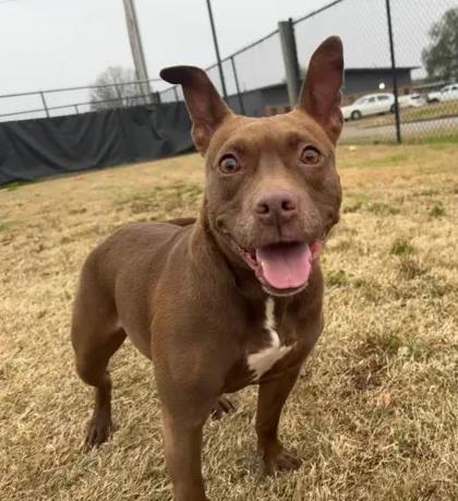 Shrimp, Adoptable, Adult Female Mixed Breed & Mixed Breed.