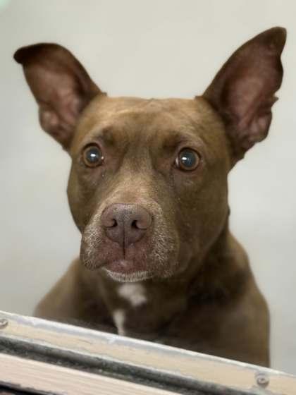 Enlarge Shrimp, a Adoptable Mixed Breed in Memphis, TN image 2/3